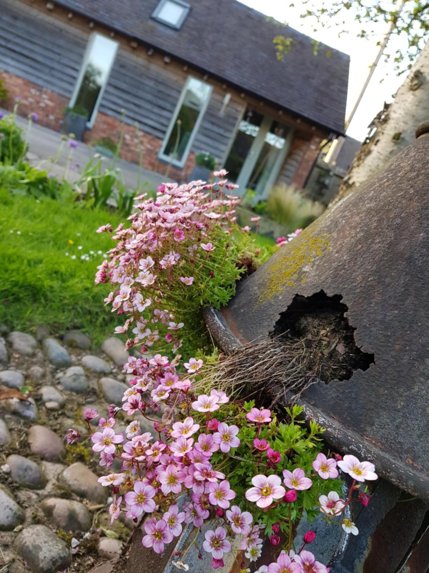 The Dorm Bed And Breakfast Eccleshall Eksteriør billede